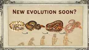 Are Multi Recessives Overworked? What's Next for Ball Pythons?