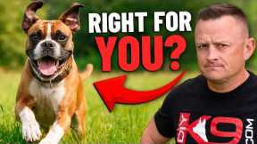 Is The BOXER Right For You!