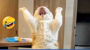 Compilation New Funniest Cat Videos 🤣 Best of Funny Cat Videos