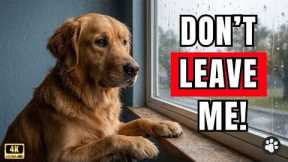Never LEAVE Your Dog Alone Without Doing THIS First