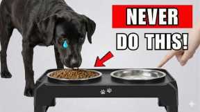 14 DEADLY Mistakes That SHORTEN Your Dog's Life (Vets Rarely Say)