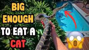 One Of the BIGGEST Pythons I've Ever Caught