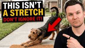 If Your Dog Stretches When They See You… This Is What It Really Means