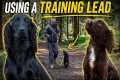 Spaniel Training: Using a Training