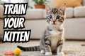 🔴 Kitten Training 101 - Tips for a