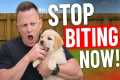 How to STOP Puppy Biting In SECONDS!