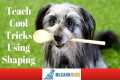 Dog Tricks Using Shaping -