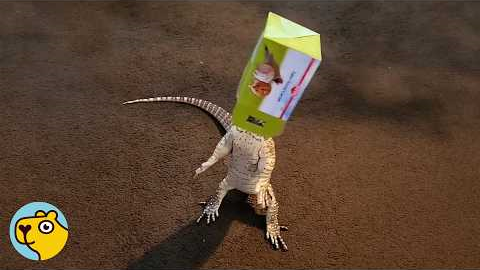 Clumsy Lizard Makes His Human Love Him Even More