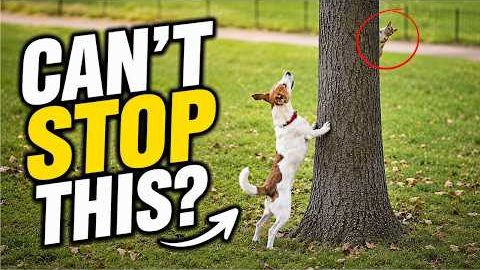 Rethinking Your Dog’s Animal Chasing (9 Questions That Will Change Your Training)