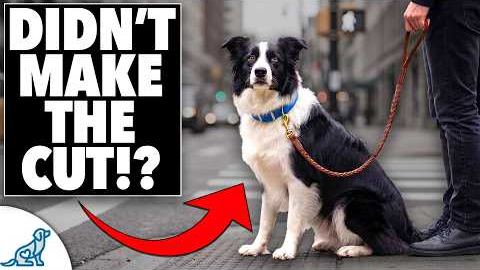 If You Could ONLY Teach Your Dog 5 Skills… These Are It