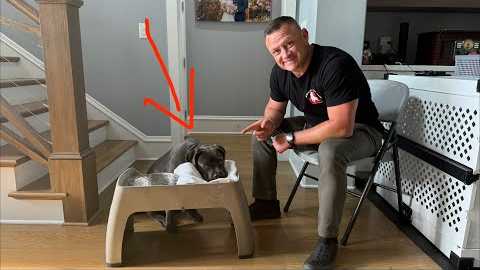 How to Train Dog to Wipe Their Mouth - No More Water Drool Mess!