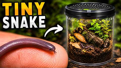 I Just Got The Worlds Tiniest Snake! (Really)