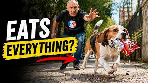 Dog Training Tips For Beagles That Eat Everything