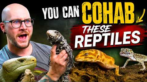 5 Reptiles You SHOULD Cohab and 5 You NEVER Can
