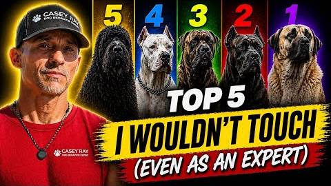 Top 5 Dog Breeds I Wouldn’t Touch (Even As An Expert)