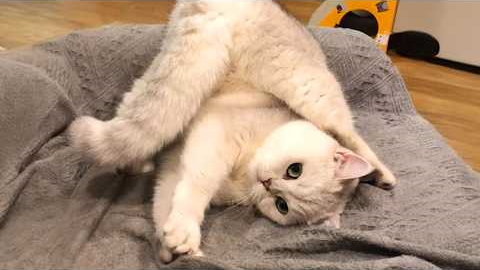 Get Ready to Die LAUGHING at These CATS 🤣 TOP Funny Cat Videos