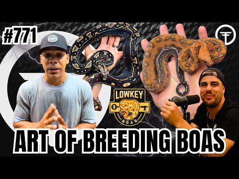 Art Of Breeding Boas | Trap Talk With MJ Ep.771 (Live)