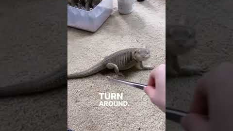 Bearded Dragon Chases Her Food!