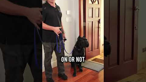 You MUST Master These 3 Things With Your Dog