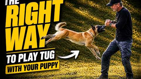 The Right Way to Play TUG with your Puppy - no conflict - no fight