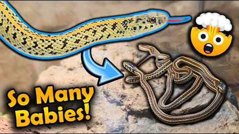 Our Golden Garter Snake Had 30 Babies!