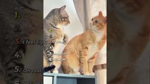 Best Cats being hilarious ( Try not to laugh ) 🤣😸