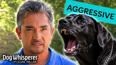 Aggressive Dog Overpowers Owners On Walks! | Dog Whisperer With Cesar Millan