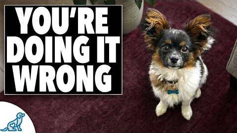 STOP Training Your Small Dog Like a Big Dog