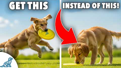 Teach Your Dog to Catch a Disc (Step-by-Step EASY Guide)