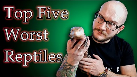 Top 5 BAD PET REPTILES For Kids | Get These Reptiles Instead