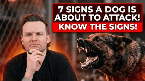 7 Signs A Dog Is About To ATTACK! (And How To Avoid It!)