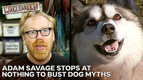 Is It Impossible To Teach An Old Dog New Tricks? | MythBusters