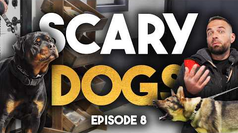 More Aggressive Dogs 🫣 - Dog Rich Episode 8 