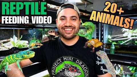 FEEDING MY PET REPTILES! LIZARDS, TURTLES, FROGS AND MORE + CRAZY TOKAY GECKO ATTACK!