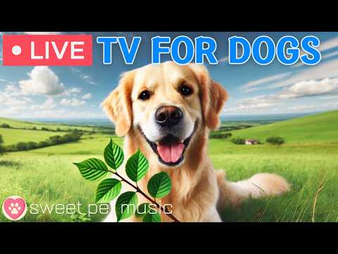 🔴24 Hours of Dog TV🎵🐶Calming Music for Dog Sleep🐾🩷Soothing Music for Dog Stress and Anxiety Relief