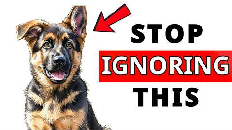 INVISIBLE Signs Your Dog Is Silently Suffering (STOP IGNORING THIS)