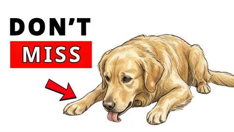 6 Silent Signs Your Dog Is Sick (Most Owners Miss #1)