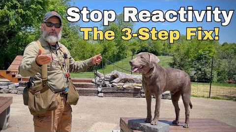 How to Fix Dog Reactivity: Stonnie’s 3 Pronged Strategy Silver Lab Training