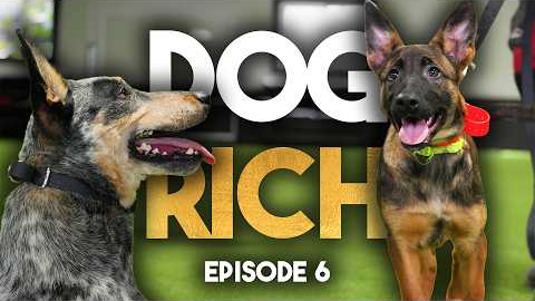 “The Crazy Cattle Dog” - Dog Rich Episode 6