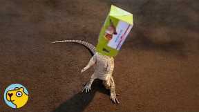 Clumsy Lizard Makes His Human Love Him Even More