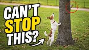 Rethinking Your Dog’s Animal Chasing (9 Questions That Will Change Your Training)