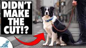 If You Could ONLY Teach Your Dog 5 Skills… These Are It