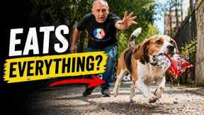 Dog Training Tips For Beagles That Eat Everything