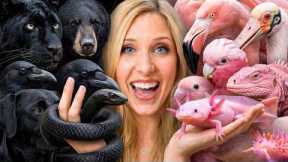 I Adopted Black vs Pink Animals!