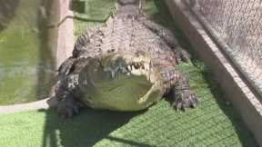 Valley sanctuary gives exotic pets a second chance