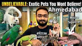 Exotic Pets Price in India 2026 | Sugar Glider, Micro Squirrel, Iguana, Tarentula, Parrot & Finches