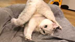 Get Ready to Die LAUGHING at These CATS 🤣 TOP Funny Cat Videos