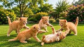 🌟🐱 Adorable Kittens Playing Outdoors | Funny Cat Videos Compilation ✨