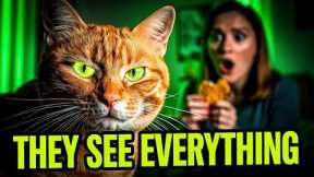 12 Secrets Your Feline Understands About You (And Will Not Tell You) 