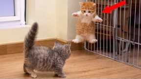 DRAMATIC Cats Freaking Out at Every Little Thing! 🤣 Funny Cat Videos